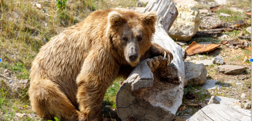 himalayan brown bear in kufri